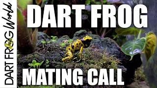 Poison Dart Frog mating call