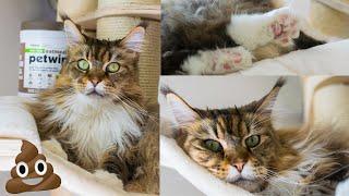 Maine Coon Stepping in Their Poo?   #MaineCoon Monday 8