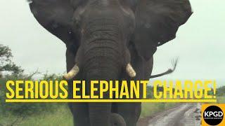 Elephant Attack | Kruger Park Game Drives