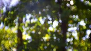 Trees Blurred Bokeh Background 1 - FREE NATURE STOCK FOOTAGE