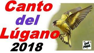 Canto del lugano CD | Carduelis spinus | Chant tarin des aulnes