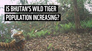 Bhutan's Tiger Population Continues to Increase | WWF's Tigers Alive Initiative