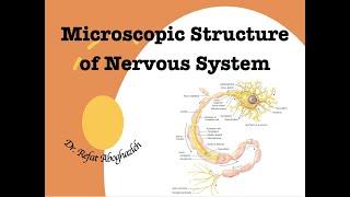 Microscopic Structure of Nervous System