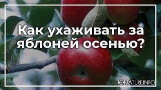 Как ухаживать за яблоней осенью? | toNature.Info