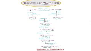 23. BIOSYNTHESIS OF PALMITIC ACID / SEM III / PAPER II