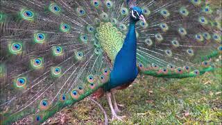 Звук павлина, крик павлина, голос павлина | Sound peacock, peacock cry, voice peacock