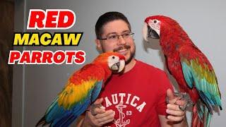 Scarlet vs Green Wing Macaw Parrots Differences, Similarities, Personality and Care