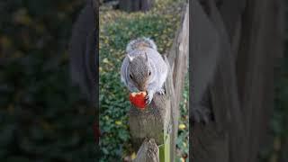 Clever Squirrel PEELING AN APPLE!  | #squirrel #ecureuil #cute #squirrelfriends #london ️