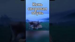 Корова утащила кроссовки смешно до слёз #shorts #животные #забавныеистории