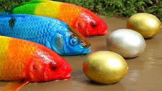 Stop Motion ASMR - Colorful Koi Fish Hunting Purple Catfish |  | Primitive Cooking Experiment