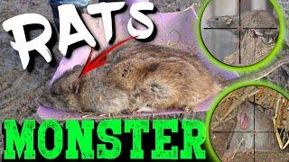 Rat Hunt | Shooting MONSTER Rats at a Petting Zoo