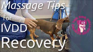 Massage tips for IVDD recovery