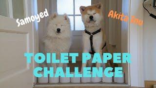 Akita Inu and Samoyed Doing The Toilet Paper Wall Challenge
