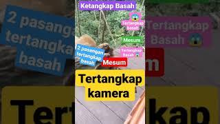 kepergok #live #shorts #short #video #instagram #viral #sutanbeko84 #tiktok #like #subscribe#love