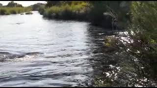 Hyena caught by crocodile