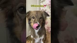 Самые необычные команды для собакДрессированная дворняжка