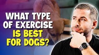 What Type Of Exercise Is Best For Dogs?