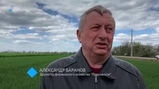 Засуха в Одесской области: Митрополит Агафангел в поле молился о ниспослании дождя