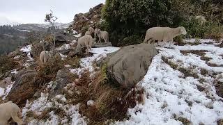 The life of bakarwal in the snow || sheep headers || village life bakarwal life