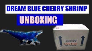 LIVE BLUE CHERRY SHRIMP UNBOXING!!!