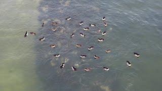 Bufflehead & Barrow's Goldeneye diving underwater