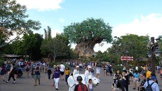 Disney's Animal Kingdom NEW Christmas Decorations 2019 4K Tour | Walt Disney World Orlando Florida