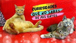 TOP: 12 COSAS Divertidas QUE NO SABIAS HACE 5 MINUTOS DE MIS GATOS!  PTE. 1