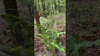 Ferns Transplanted Reusing Plants