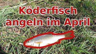 Einfach Köderfische angeln im April + Tipps zum Lagern