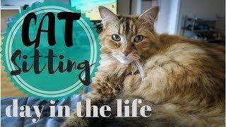 A Day in the Life CAT SITTING | What it's like to be a cat sitter