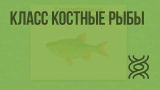 Класс Костные рыбы. Видеоурок по биологии 7 класс