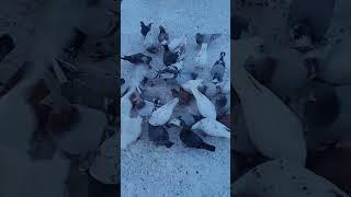 Pigeons in the winter.