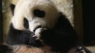 Why do we find giant pandas so cute? - Super Cute Animals: Preview - BBC