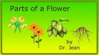 Parts of a Flower by Dr. Jean