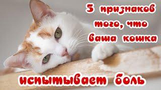 КОШКЕ БОЛЬНО 5 признаков  The cat is experiencing pain 5 signs