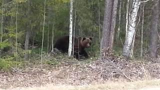 ВСТРЕЧА С МЕДВЕДЕМ....СТРАШНО!!!