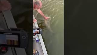 GIANT Fish Release #shorts