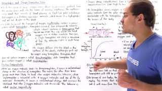 Hemoglobin, Cooperativity and Oxygen Dissociation Curve