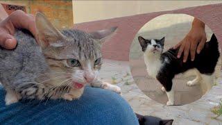 The tabby kitten hissed as the tuxedo cat approached him.