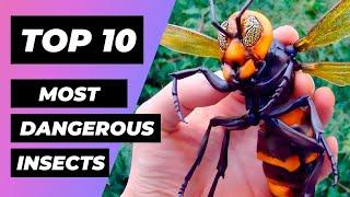 TOP 10 Most DANGEROUS INSECTS In The World | 1 Minute Animals