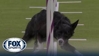 Vanish the Border Collie wins the 16" class in the Masters Agility Championship | Westminster