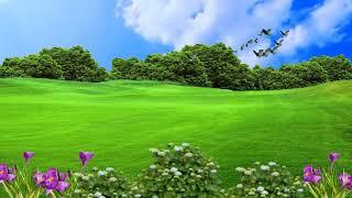 Green Grass Garden Background and no copyright video