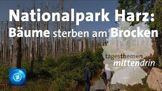 Nationalpark Harz: Klimawandel auf dem Brocken I tagesthemen mittendrin