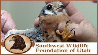 Rescued Kestrel Falcon may soon join our family!