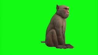 Monkey Green Screen 2