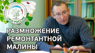 Размножение ремонтантной малины. Как размножить ремонтантную малину.