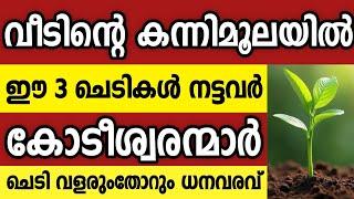 വീടിൻറെ കന്നിമൂലയിൽ നട്ടാൽ സമ്പത്തിനെ ആകർഷിക്കുന്ന 3 ചെടികൾ vastu tips malayalam