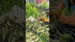 Bibit Durian montong proses perebahan