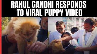 Rahul Gandhi Responds To Viral Puppy Video: "How Have Dogs Harmed BJP?"