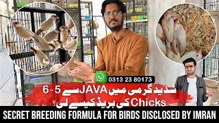 Perfect Breeding Setup for Imran Fawn Java & Doves – Formula for Success